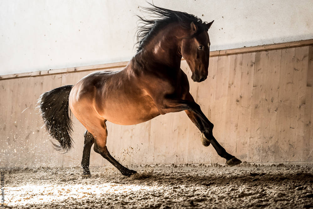 Gari Zoher20190121-083