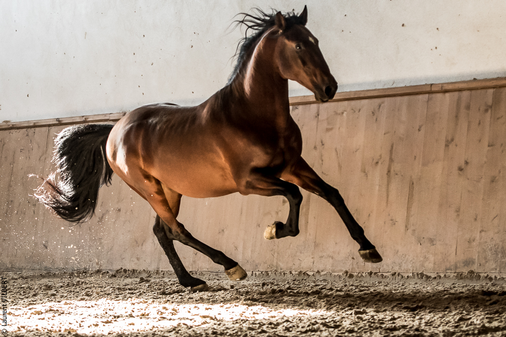 Gari Zoher20190121-099