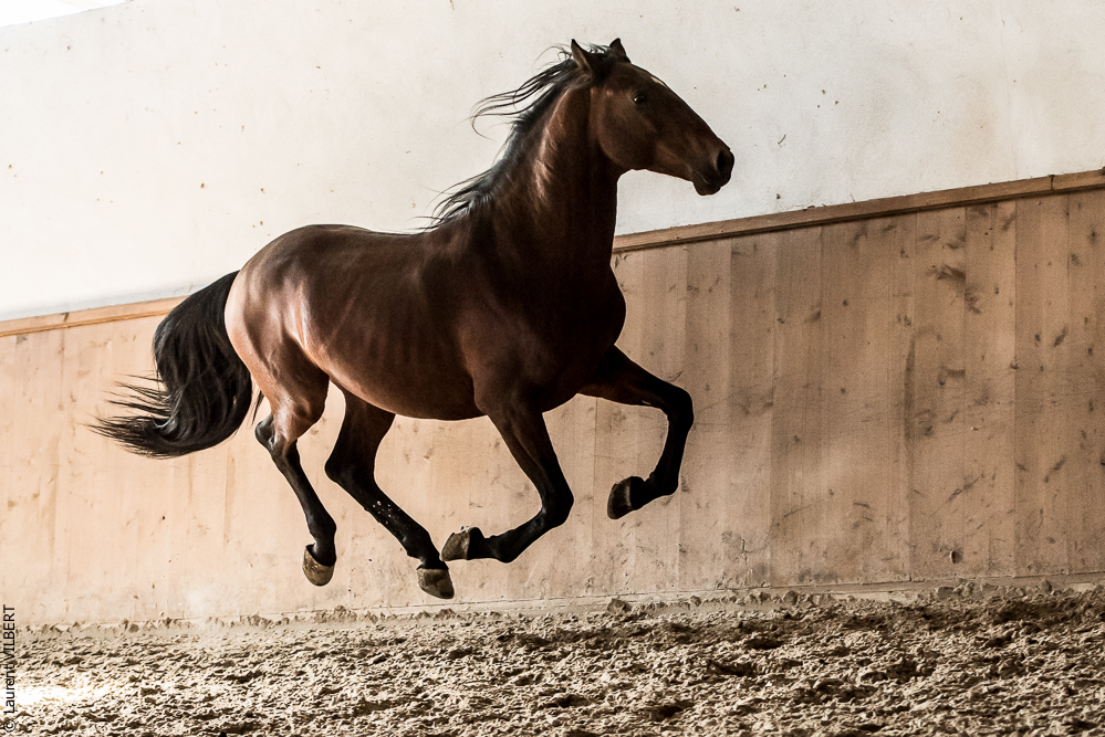 Gari Zoher20190121-100