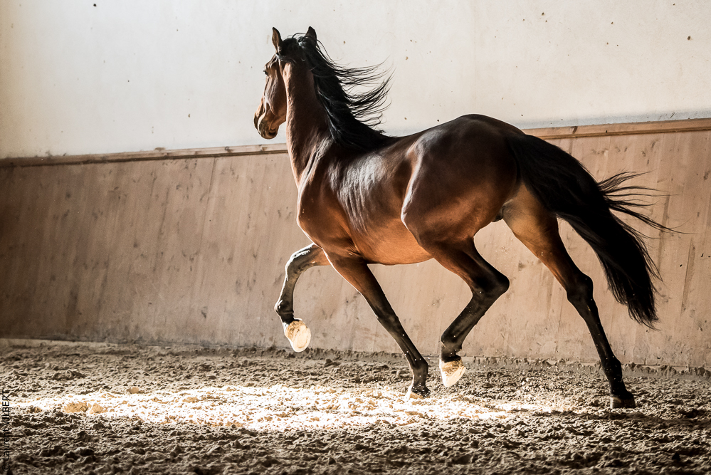 Gari Zoher20190121-107