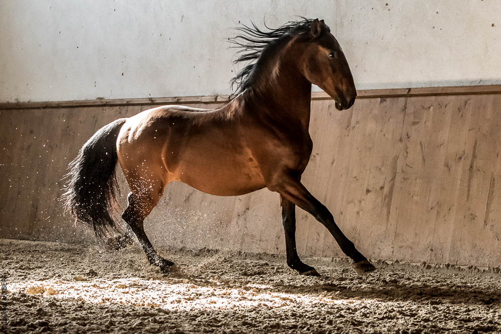 Gari Zoher20190121-118