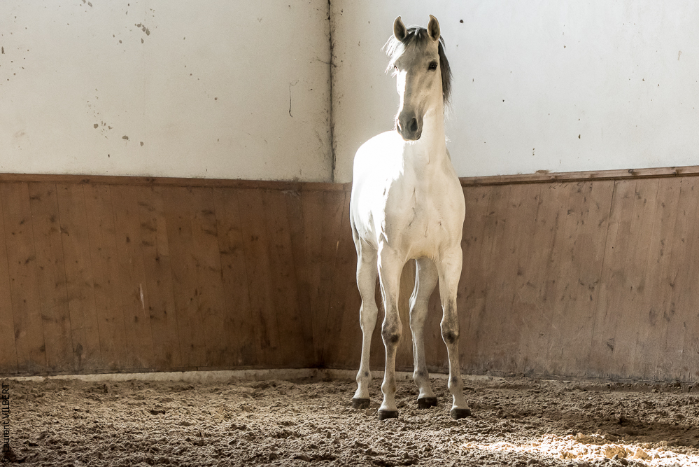 Gari Zoher20190121-126