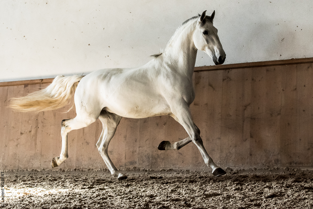 Gari Zoher20190121-130