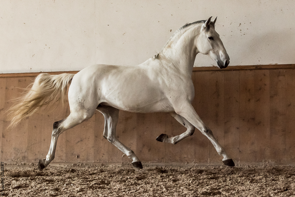 Gari Zoher20190121-131