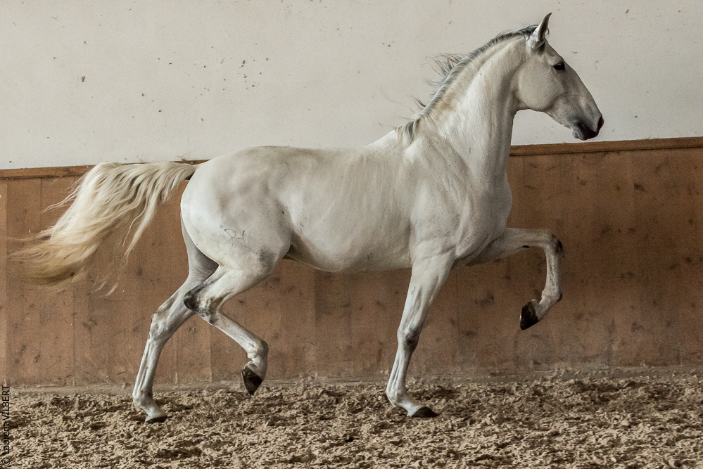 Gari Zoher20190121-133