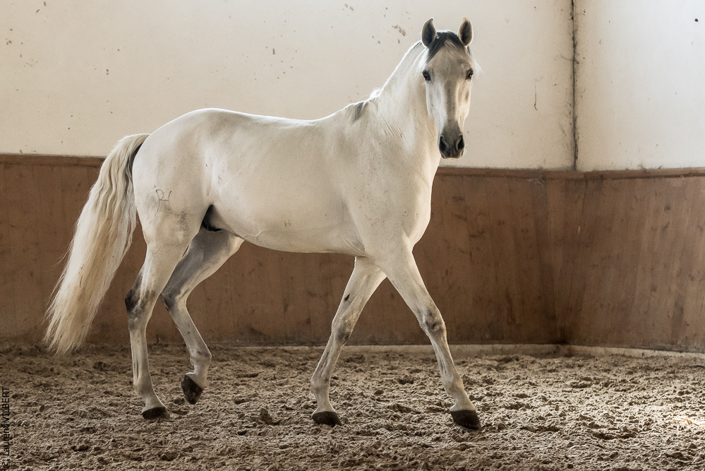 Gari Zoher20190121-141