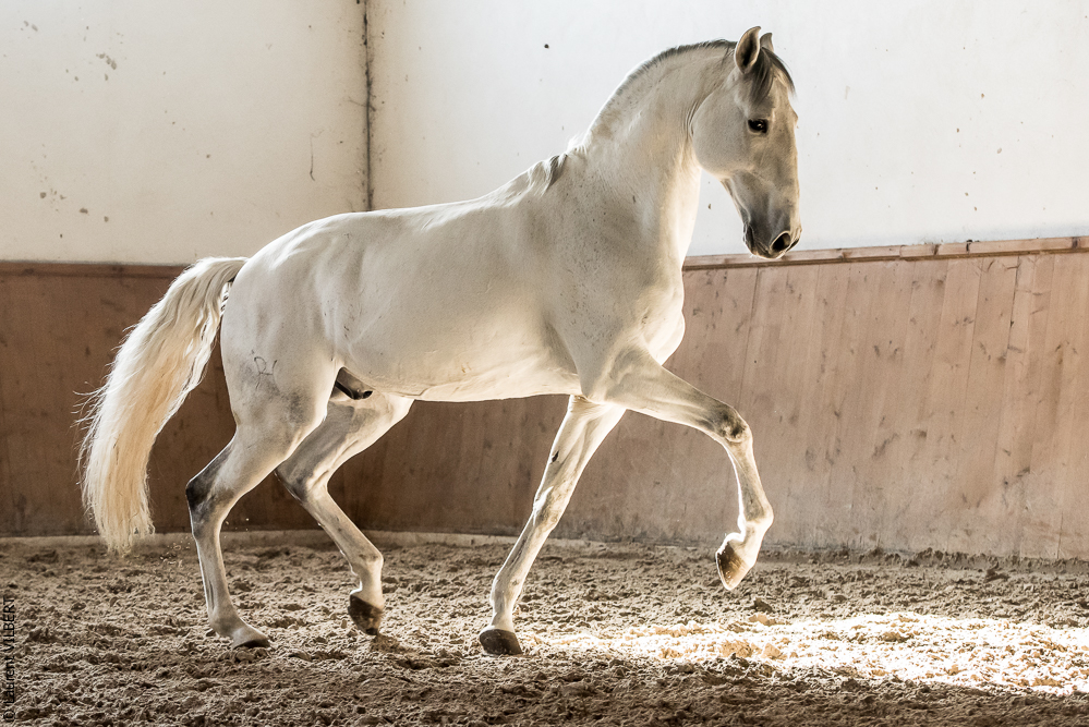 Gari Zoher20190121-143