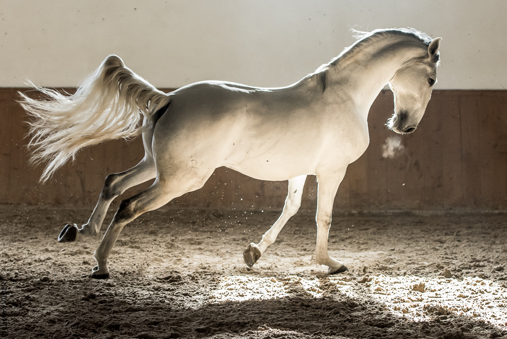 Gari Zoher20190121-145