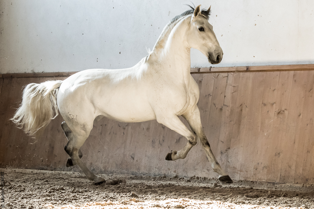 Gari Zoher20190121-148