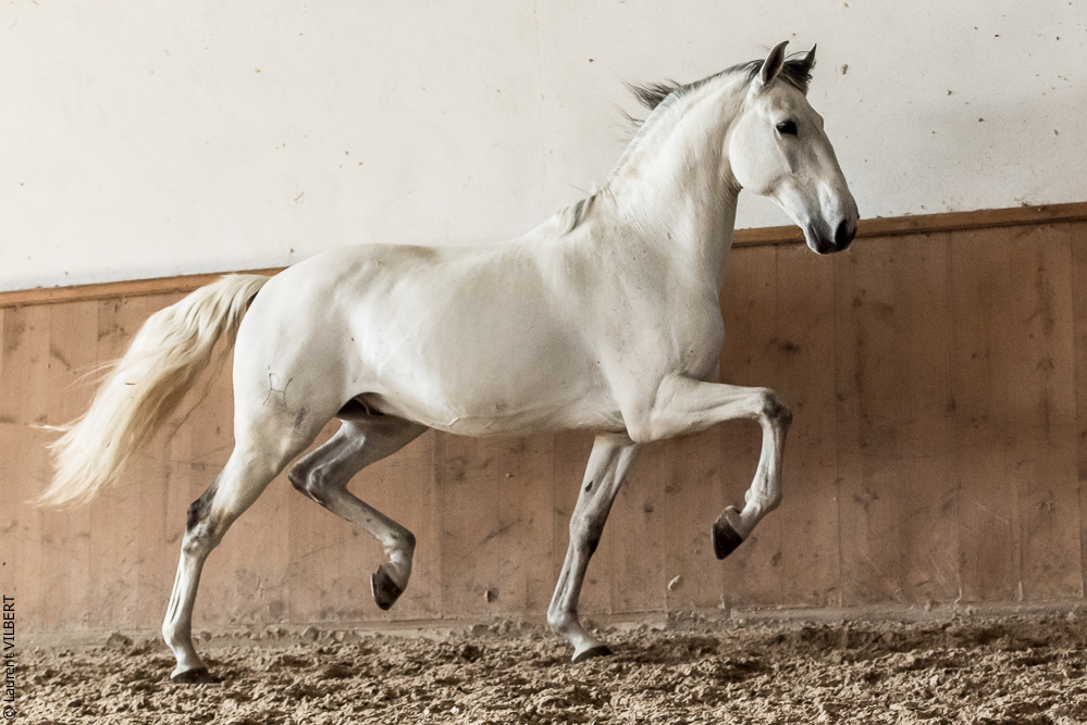 Gari Zoher20190121-149