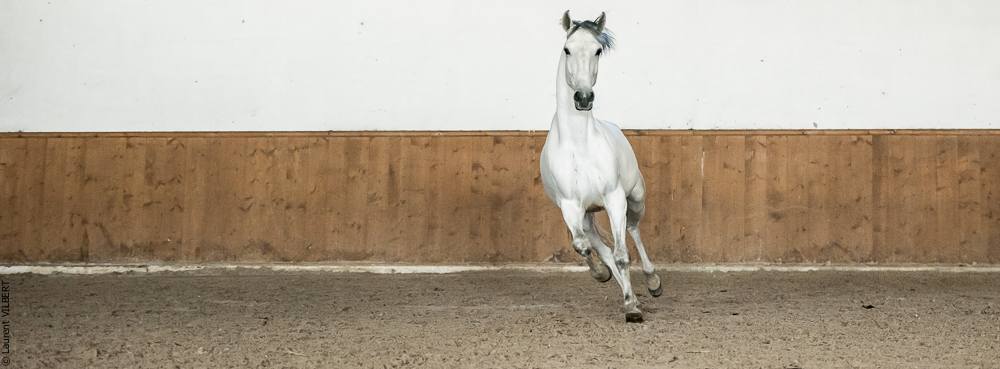 Gari Zoher20190121-152