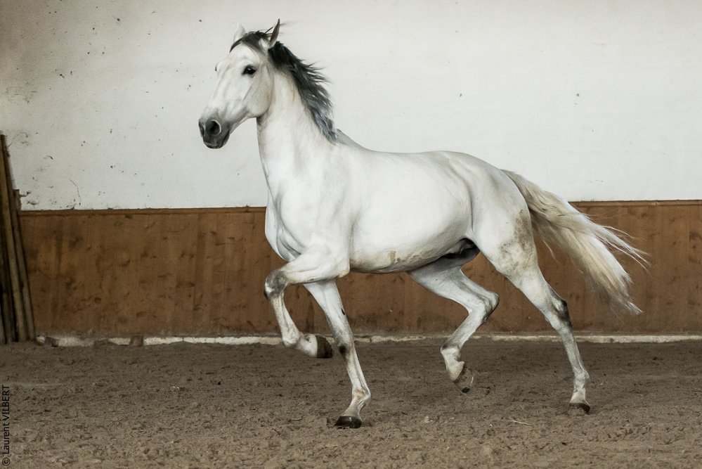 Gari Zoher20190121-154