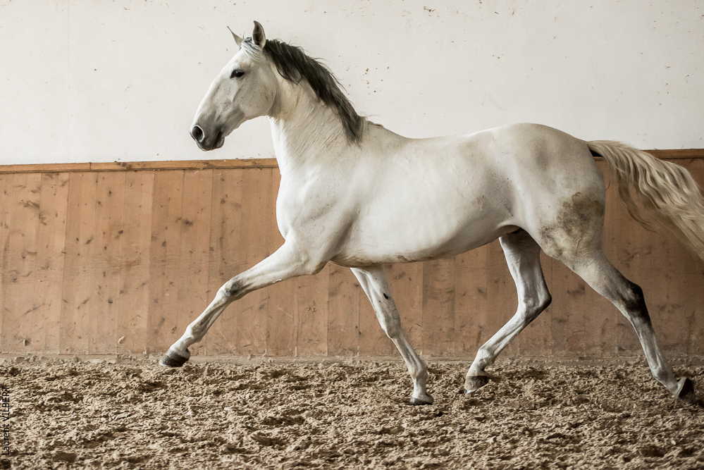 Gari Zoher20190121-157