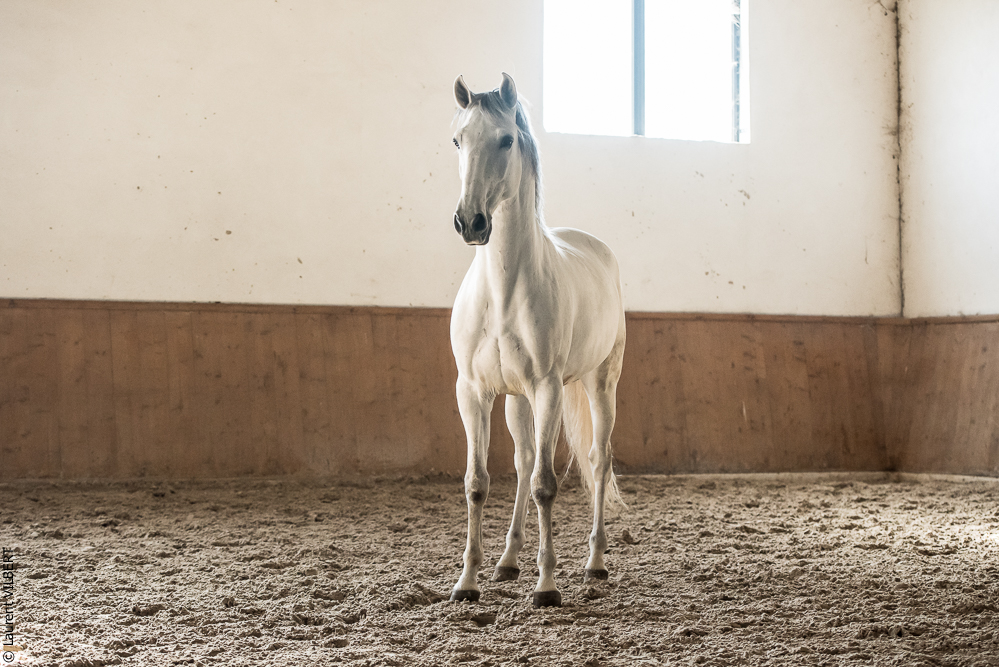 Gari Zoher20190121-160