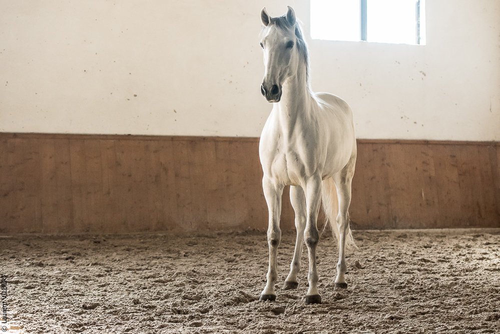 Gari Zoher20190121-160