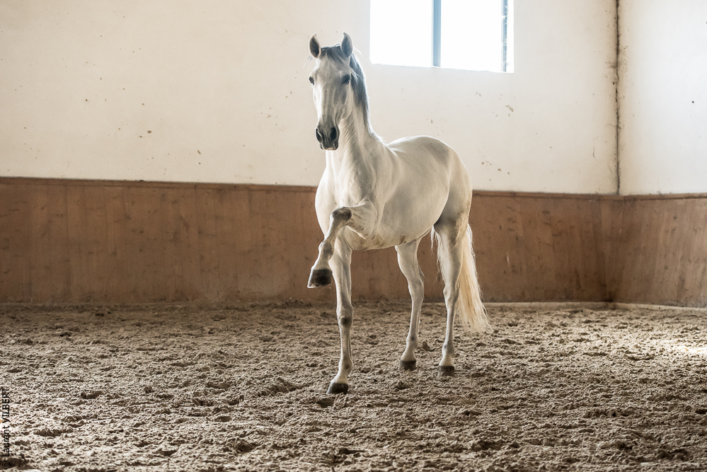 Gari Zoher20190121-162