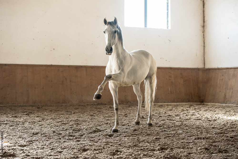 Gari Zoher20190121-163