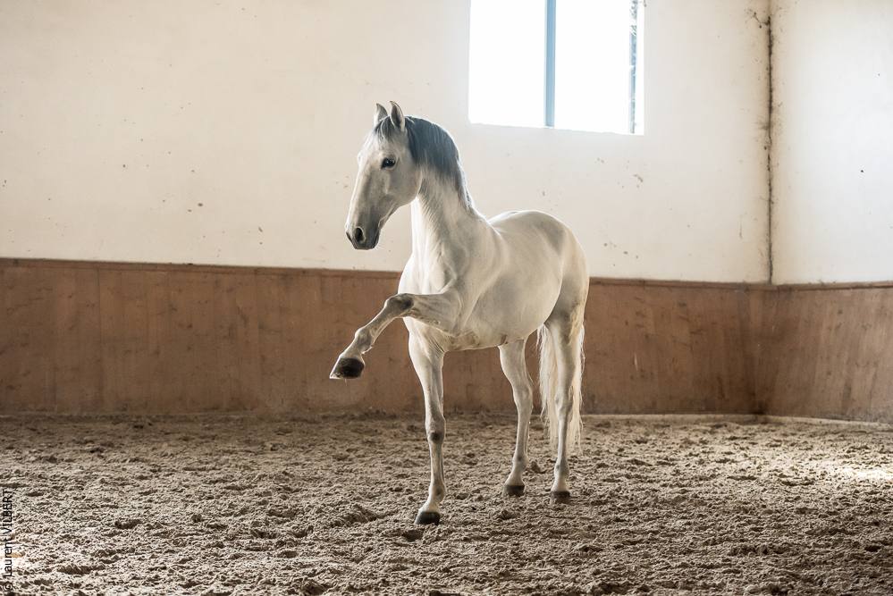 Gari Zoher20190121-165