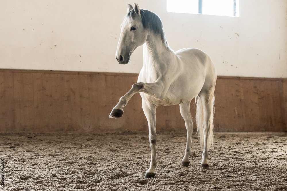 Gari Zoher20190121-165