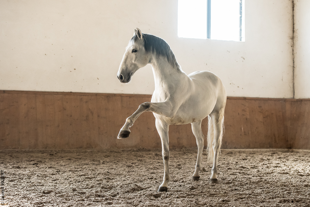 Gari Zoher20190121-167