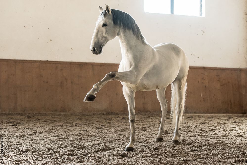 Gari Zoher20190121-168