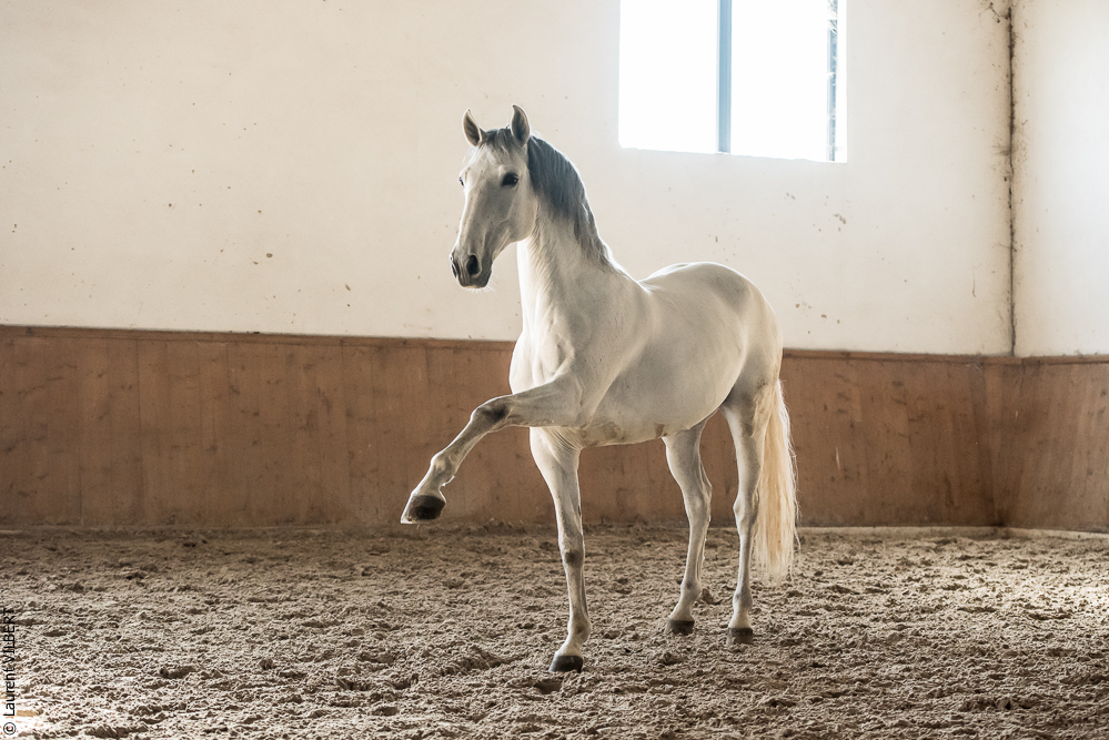 Gari Zoher20190121-169