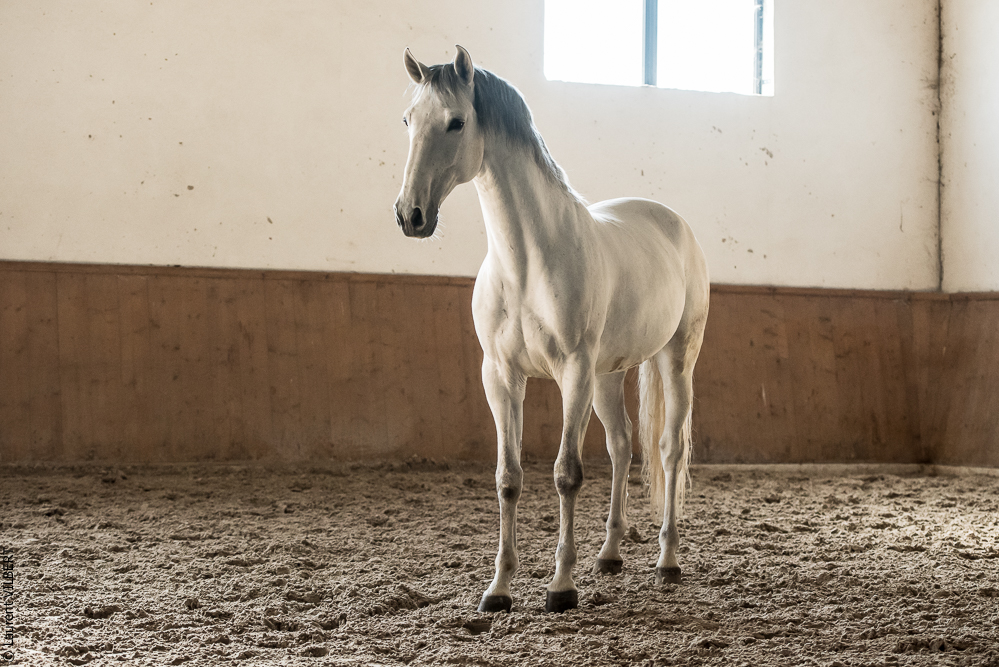 Gari Zoher20190121-170