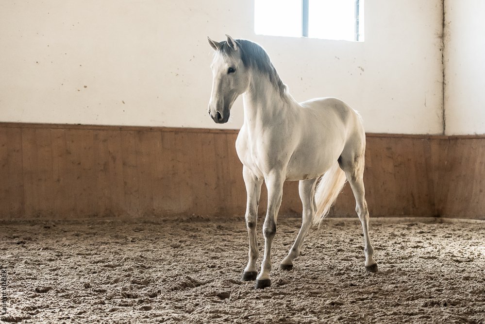 Gari Zoher20190121-172