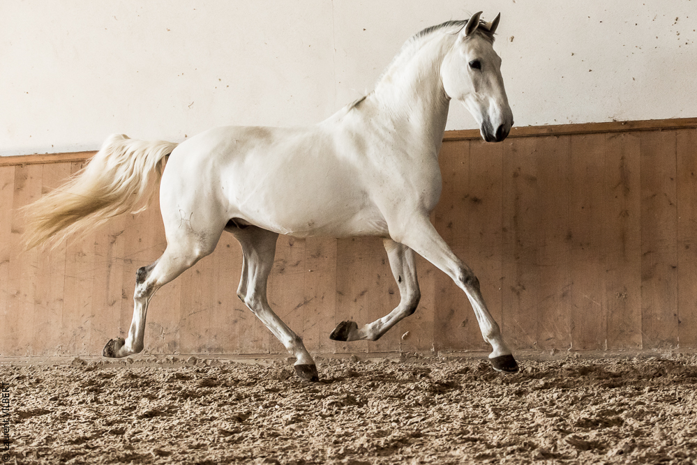 Gari Zoher20190121-176