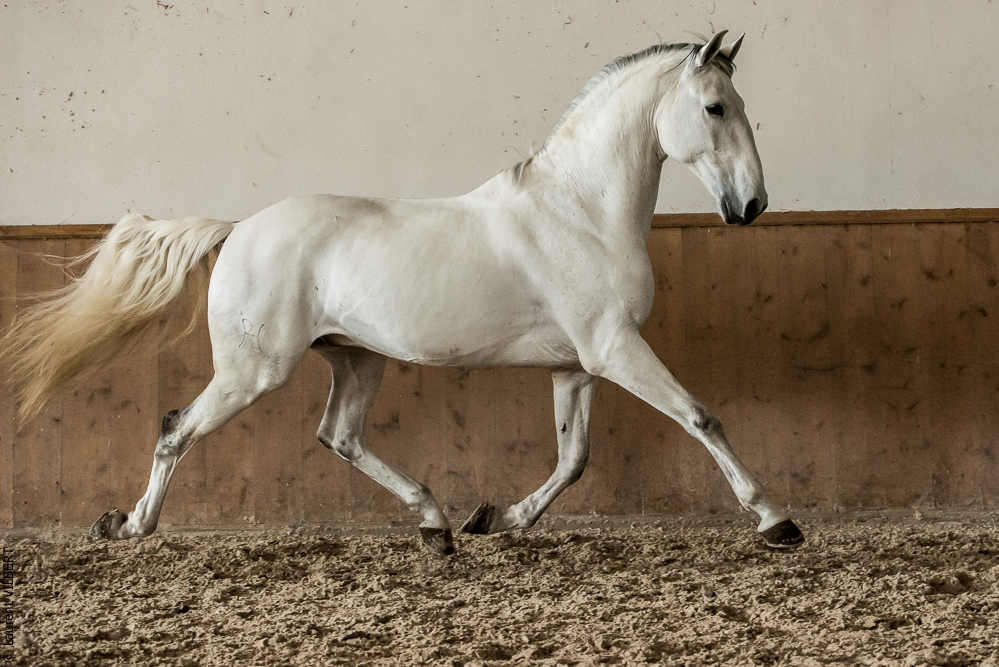 Gari Zoher20190121-177