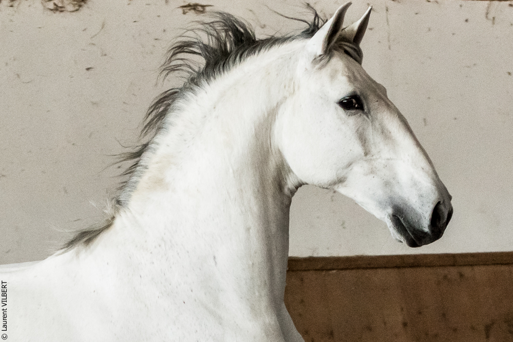 Gari Zoher20190121-178