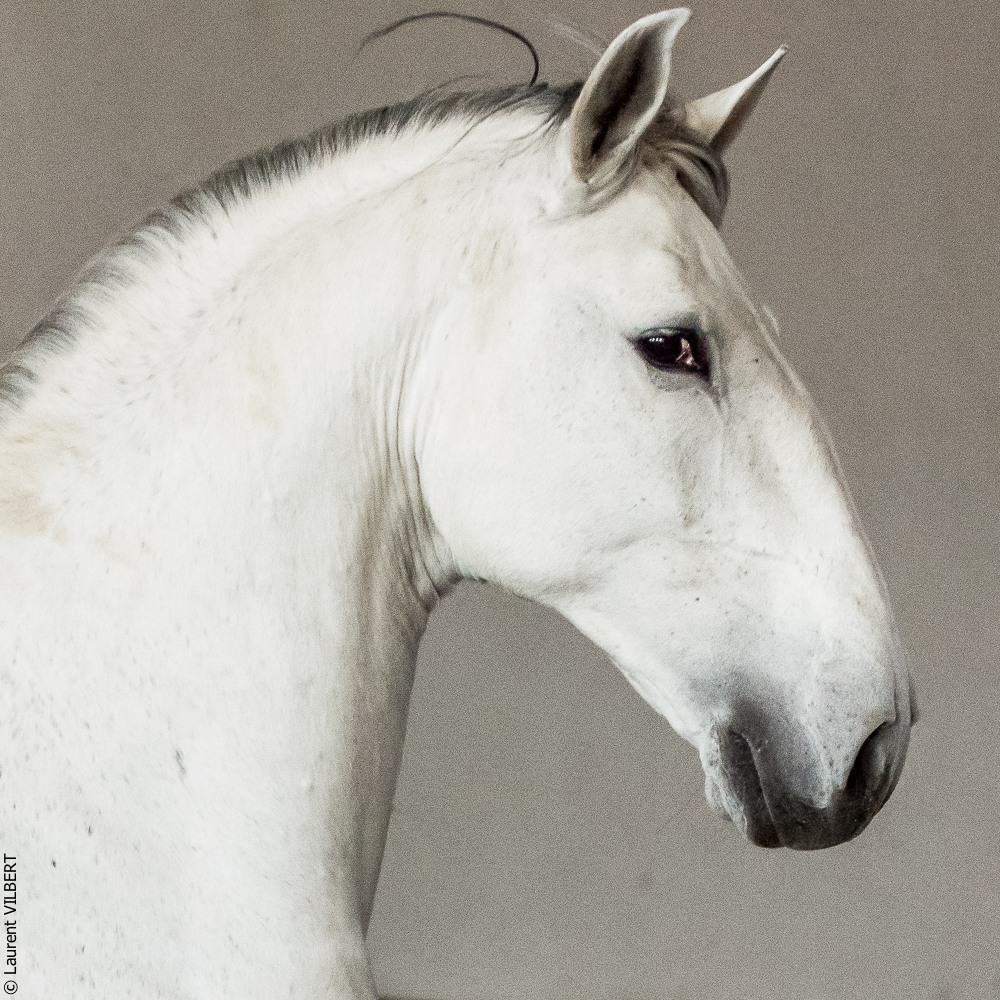 Gari Zoher20190121-179