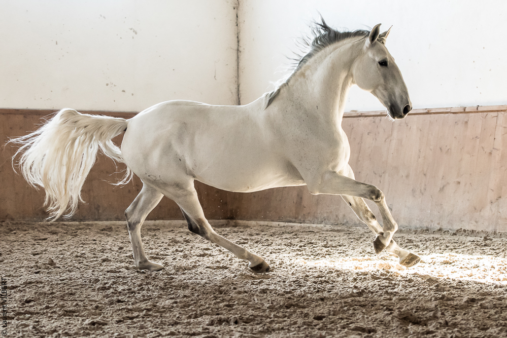 Gari Zoher20190121-181