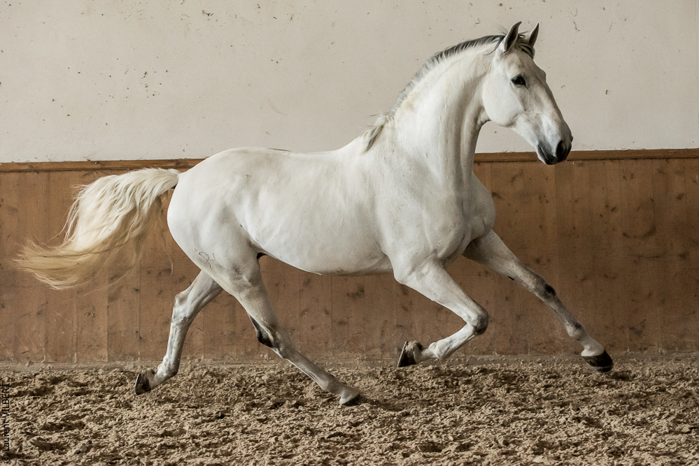 Gari Zoher20190121-184