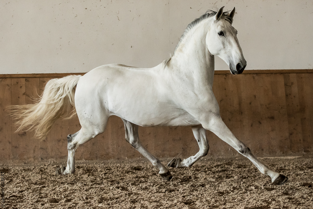 Gari Zoher20190121-185