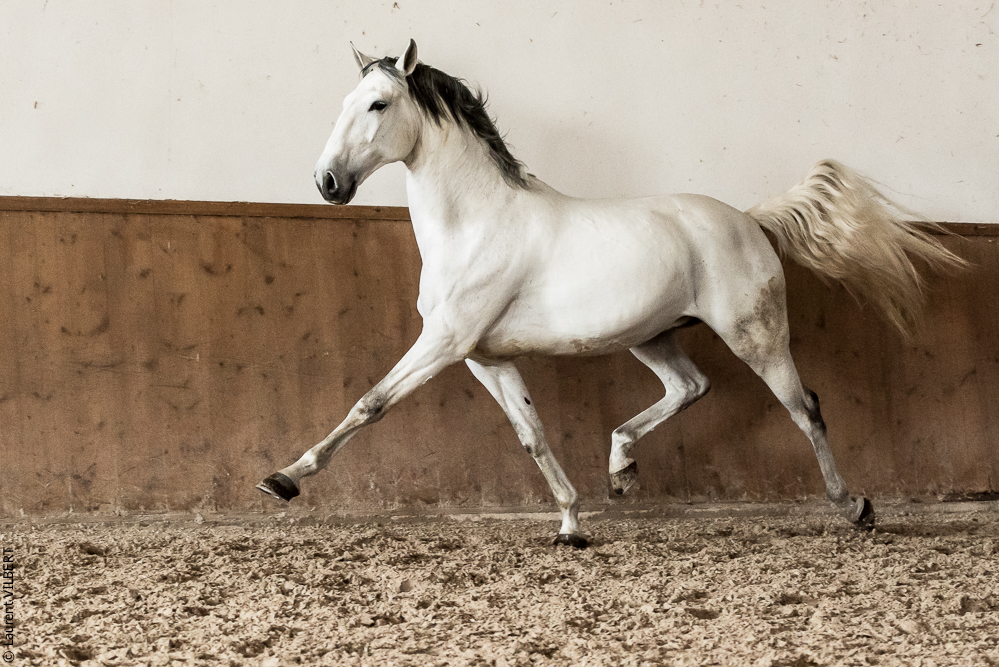 Gari Zoher20190121-186