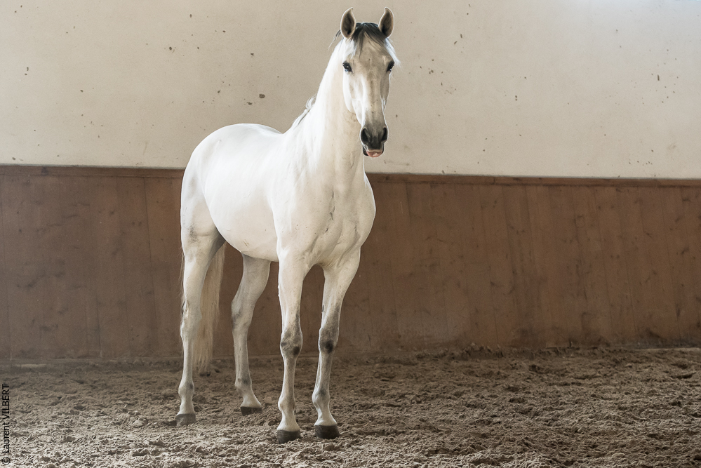 Gari Zoher20190121-192