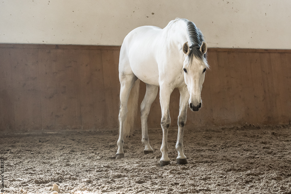 Gari Zoher20190121-194