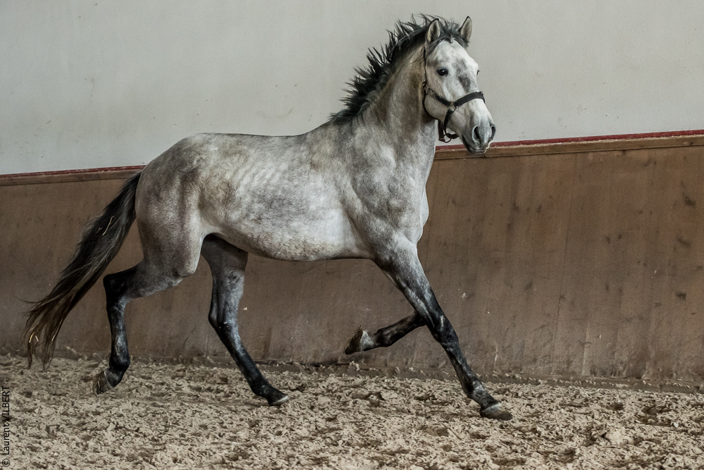 Gari Zoher20190121-198