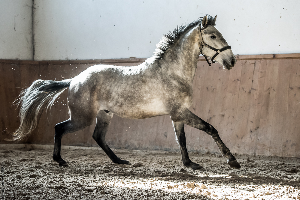 Gari Zoher20190121-200