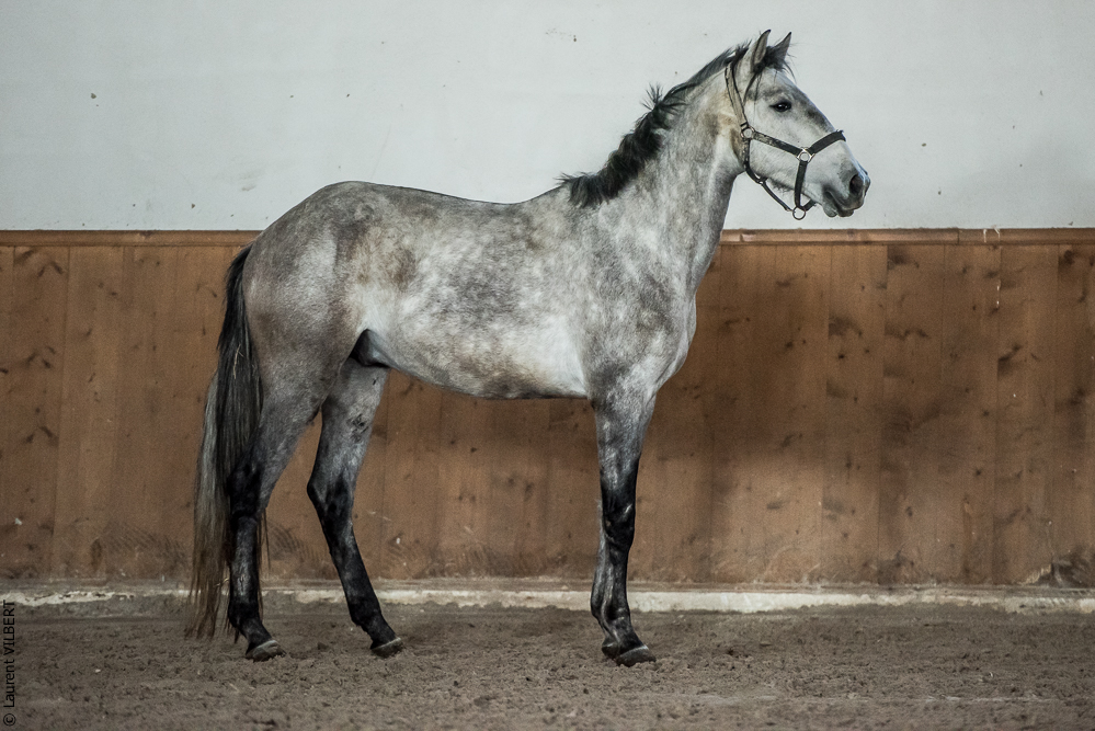 Gari Zoher20190121-206