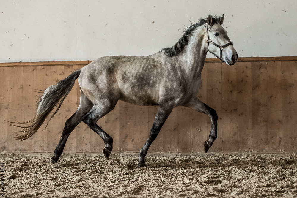 Gari Zoher20190121-210