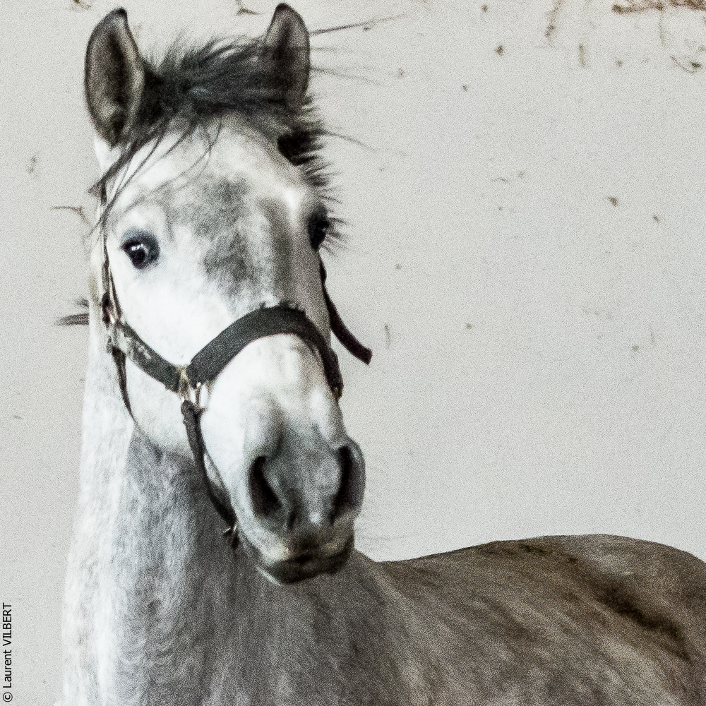 Gari Zoher20190121-228