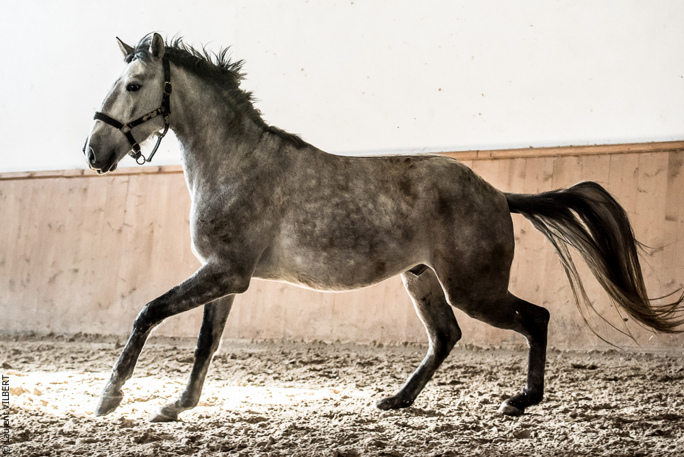 Gari Zoher20190121-241