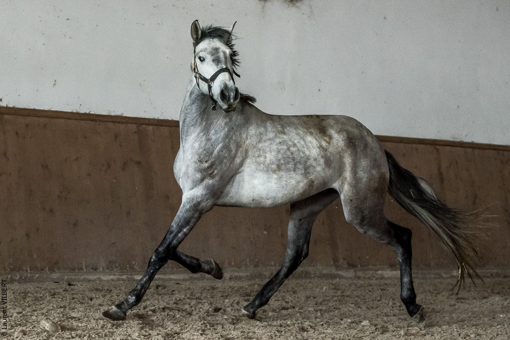 Gari Zoher20190121-246