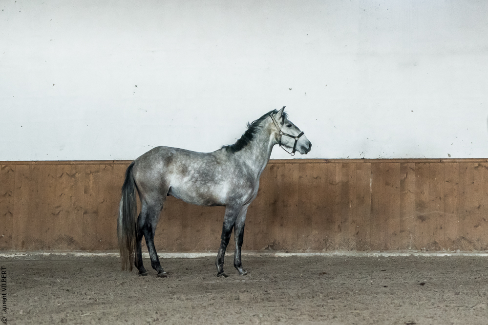 Gari Zoher20190121-249