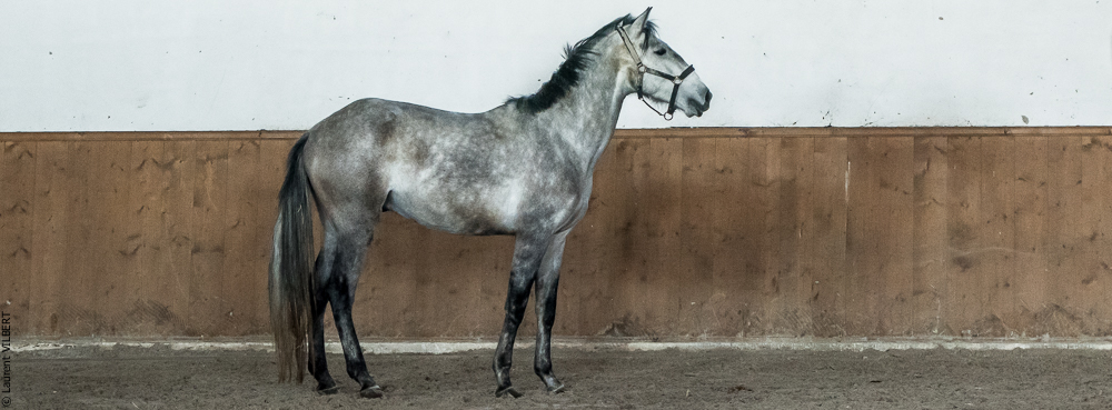 Gari Zoher20190121-249