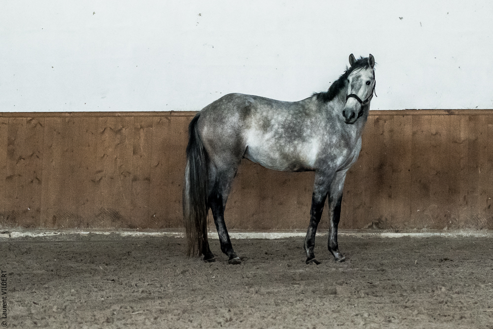 Gari Zoher20190121-252