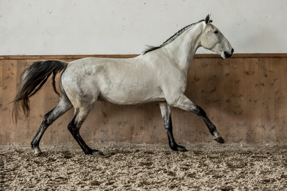 Gari Zoher20190121-260