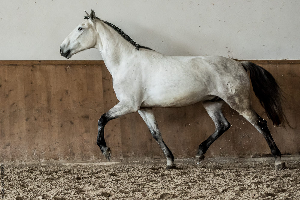 Gari Zoher20190121-263